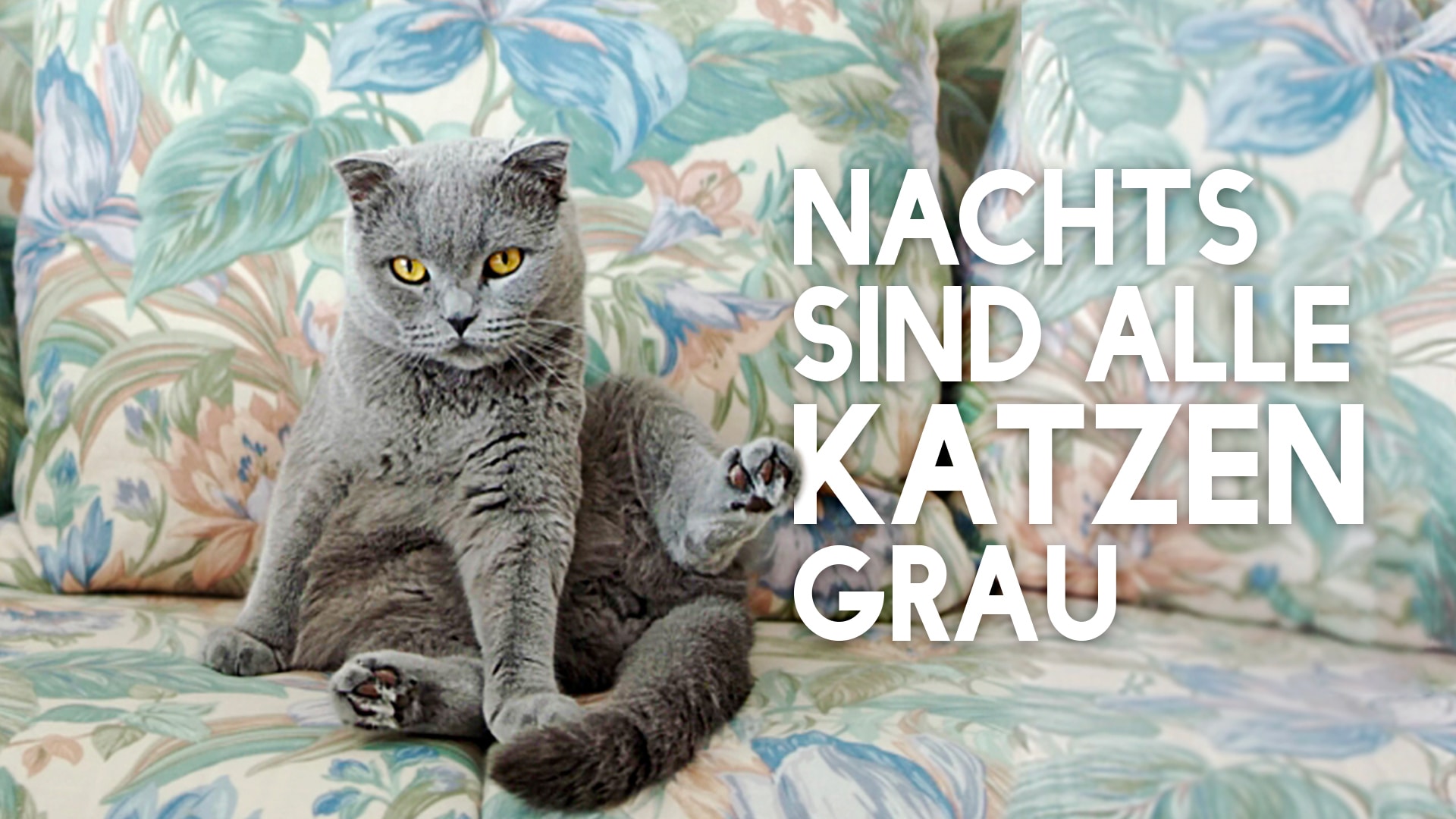 Nachts sind alle Katzen grau