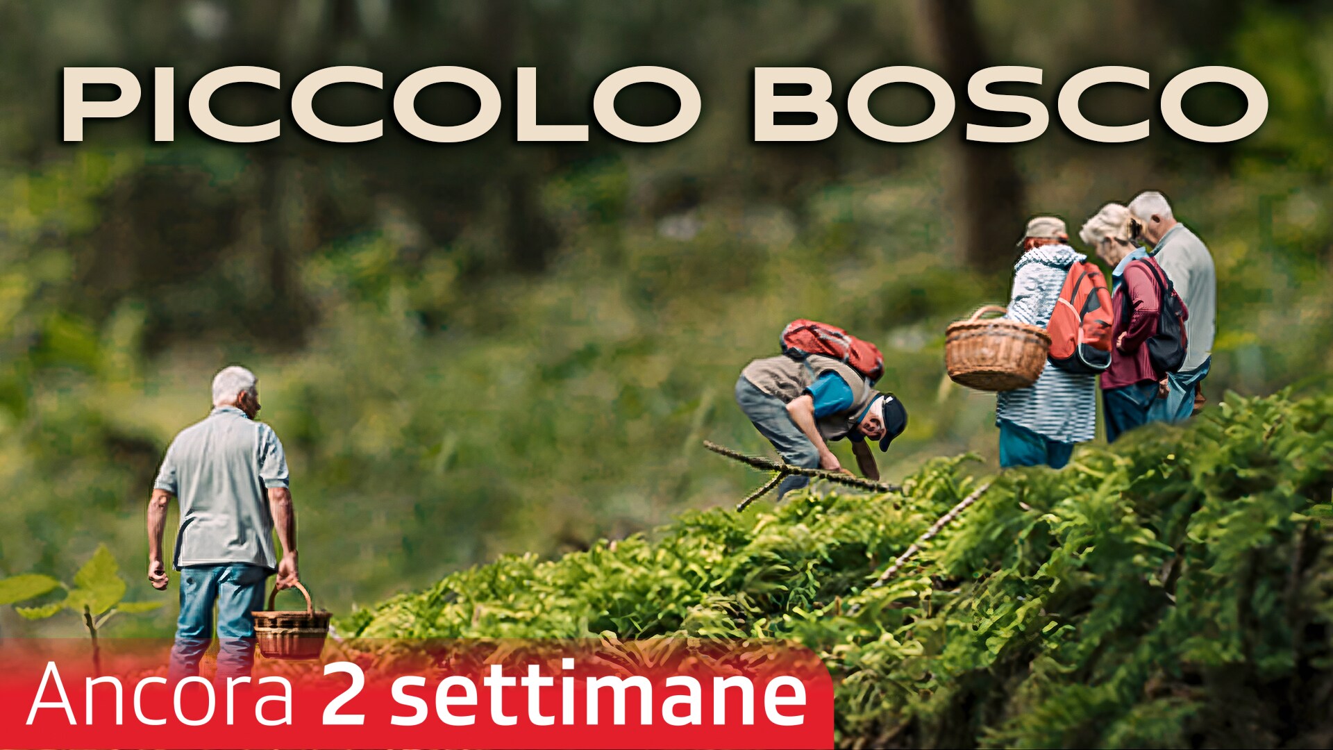 Piccolo bosco