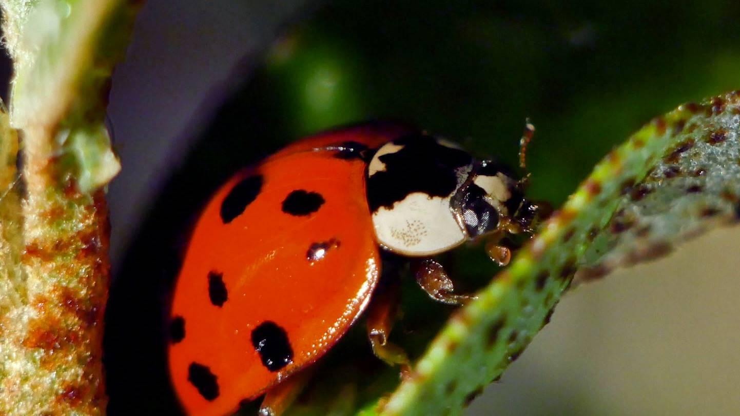 Ornella la coccinella