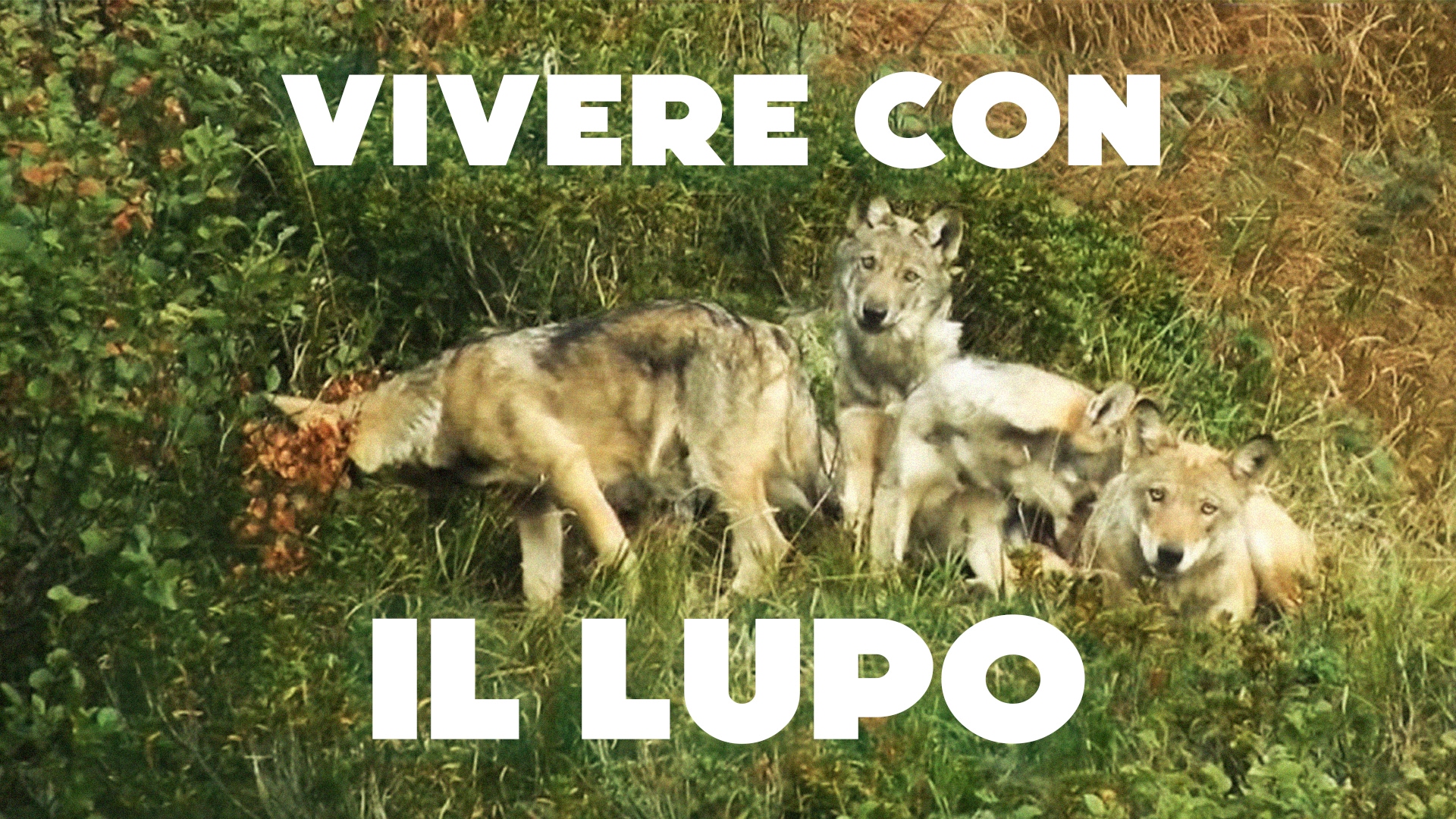 Vivere con il lupo