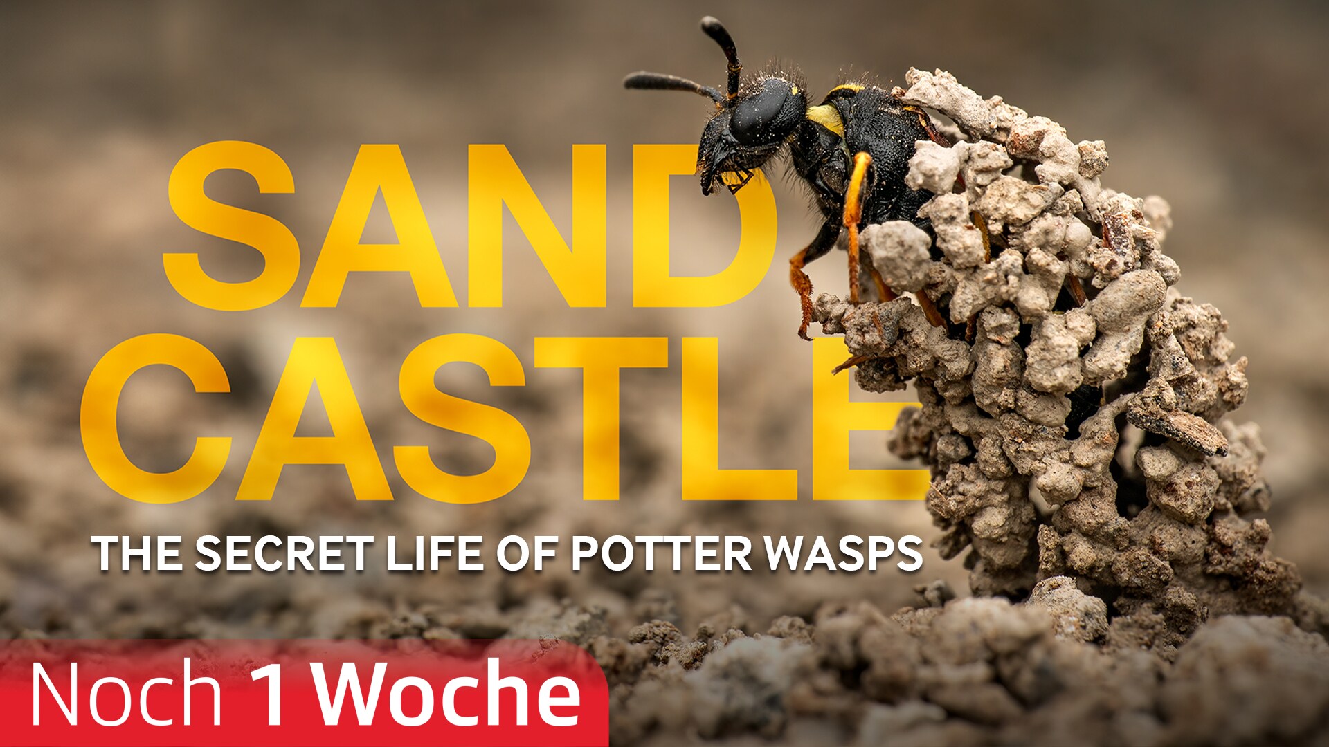 Sandcastle - The Secret Life Of Potter Wasps