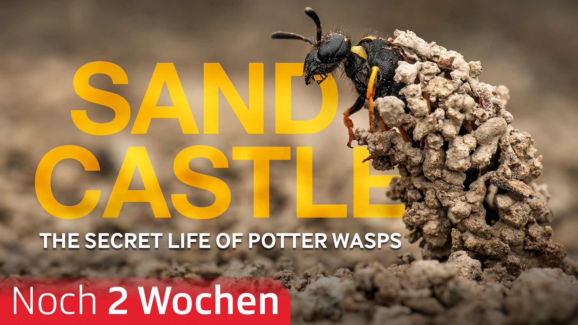 Sandcastle - The Secret Life Of Potter Wasps