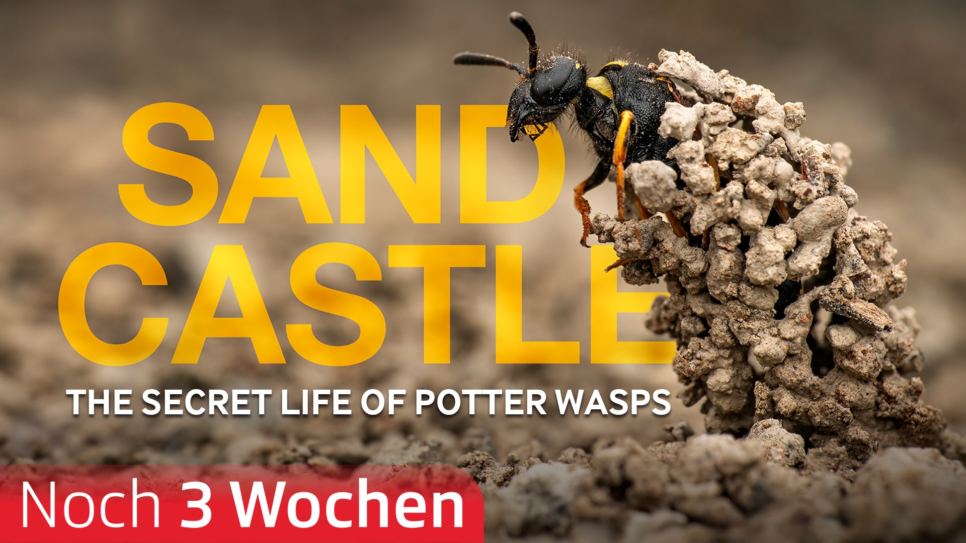 Sandcastle - The Secret Life Of Potter Wasps