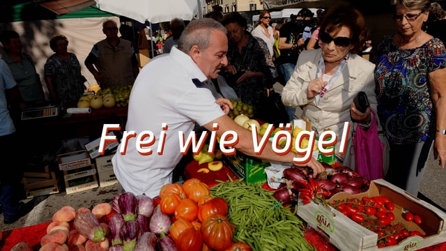 Frei wie Vögel