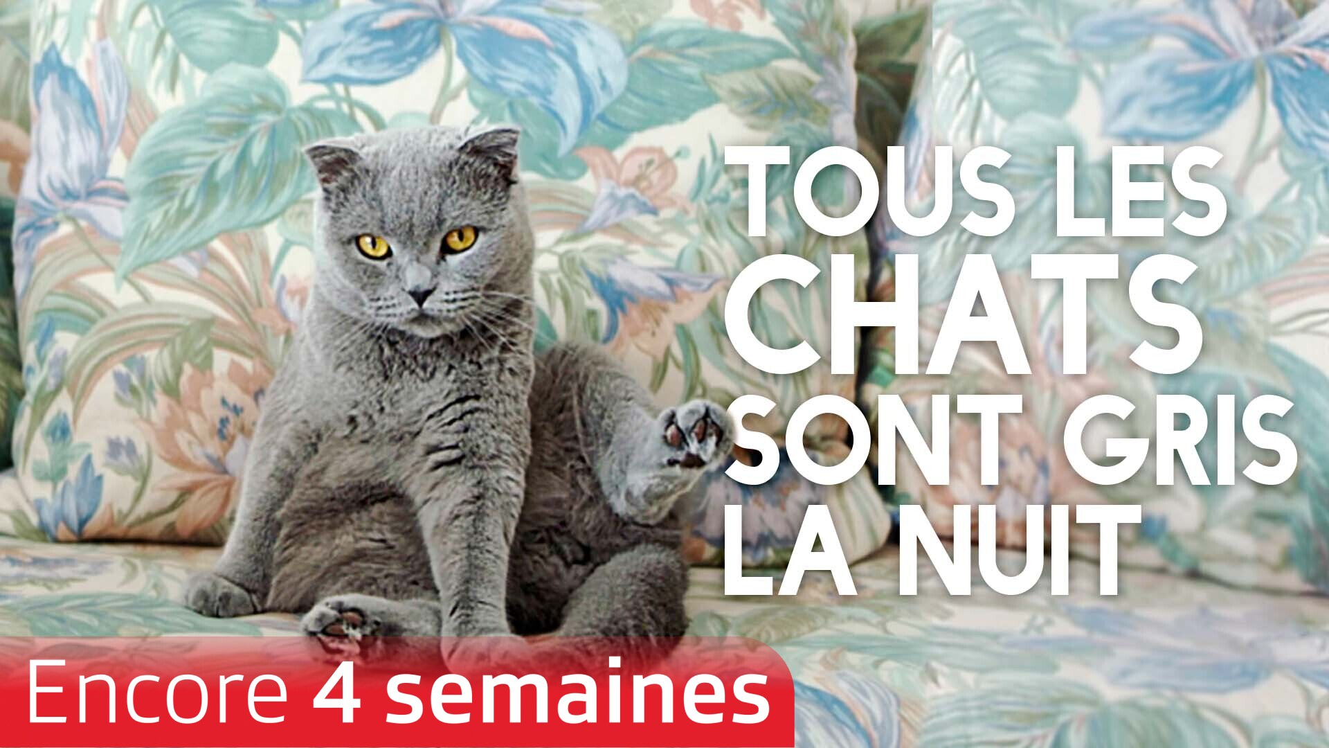 Tous les chats sont gris la nuit
