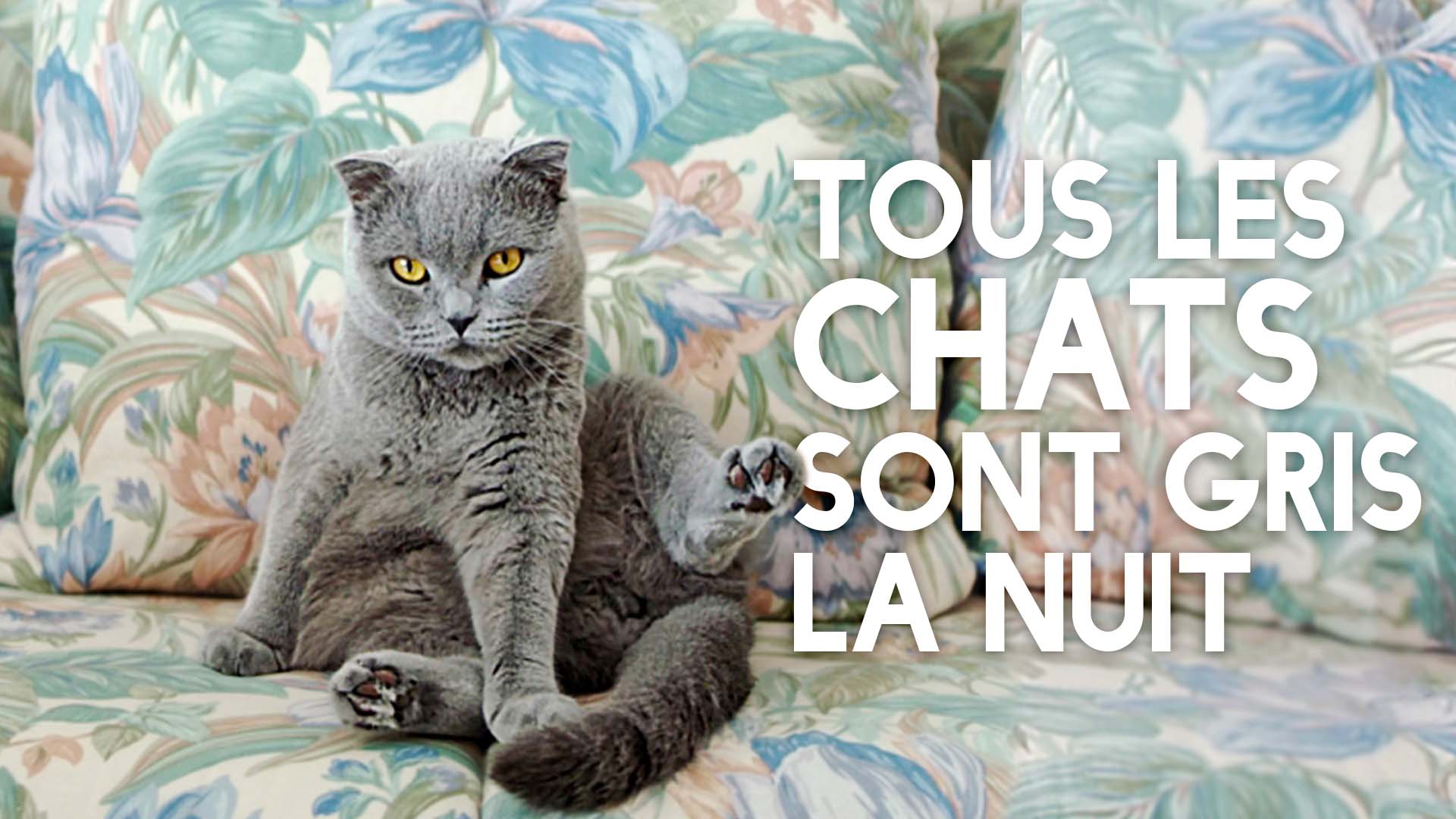 Tous les chats sont gris la nuit