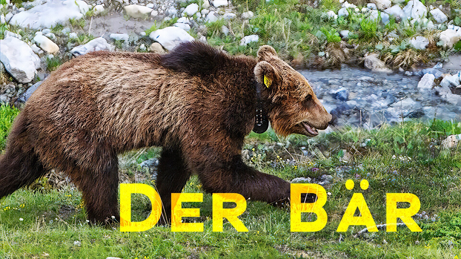 Der Bär