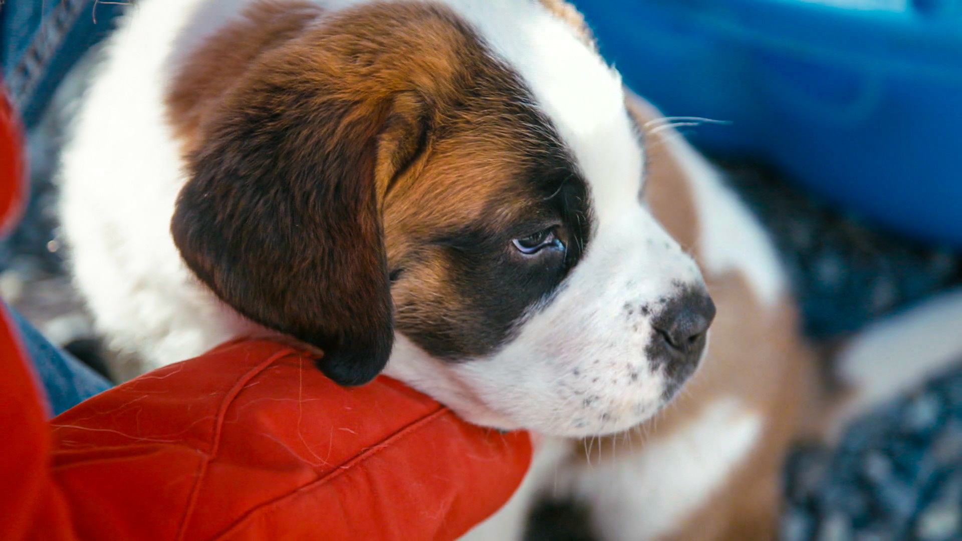 Le Grand-Saint-Bernard, bien plus qu'un mythe