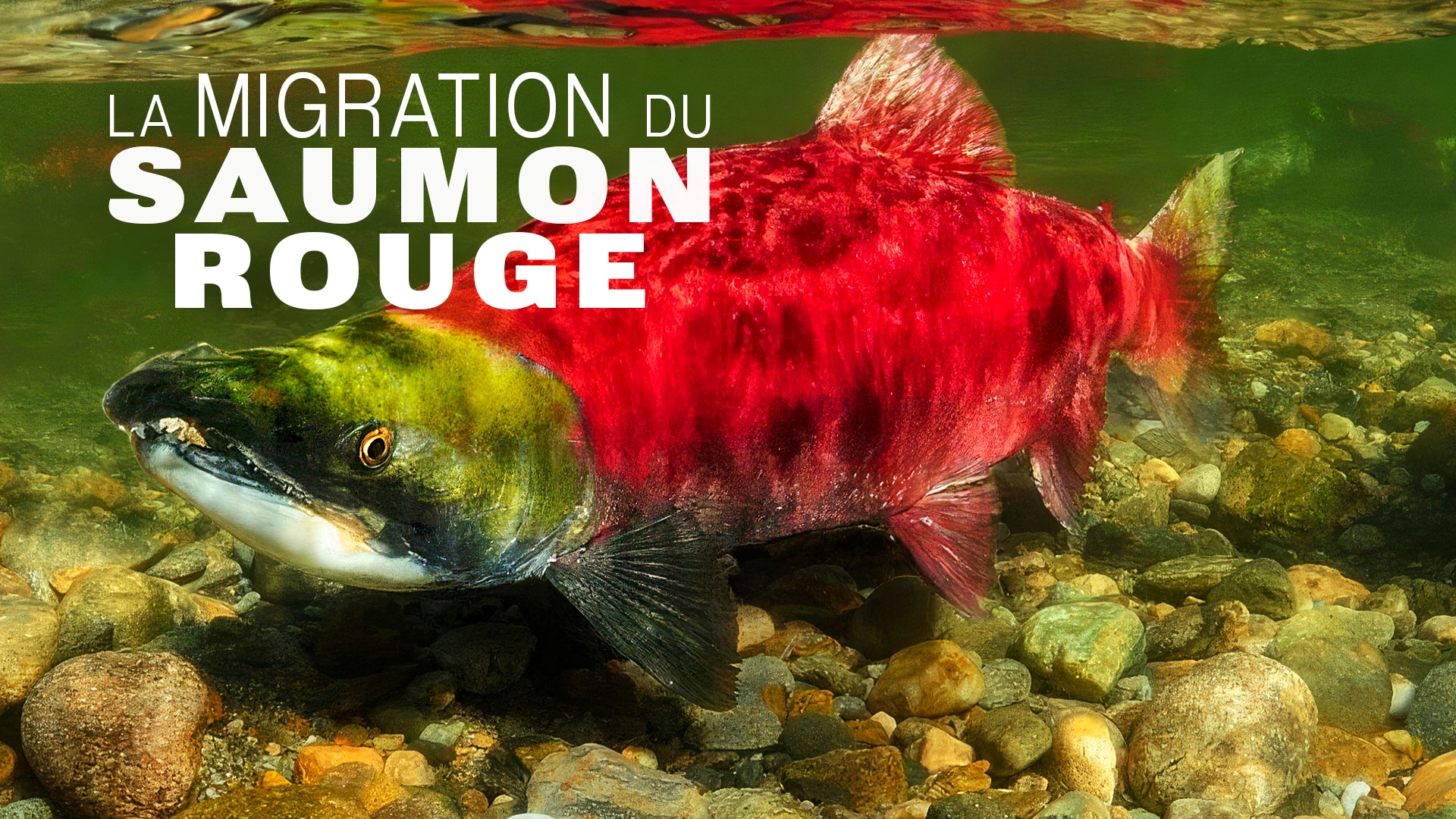 La migration du saumon rouge