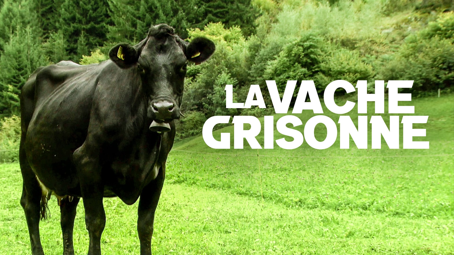 La vache grisonne