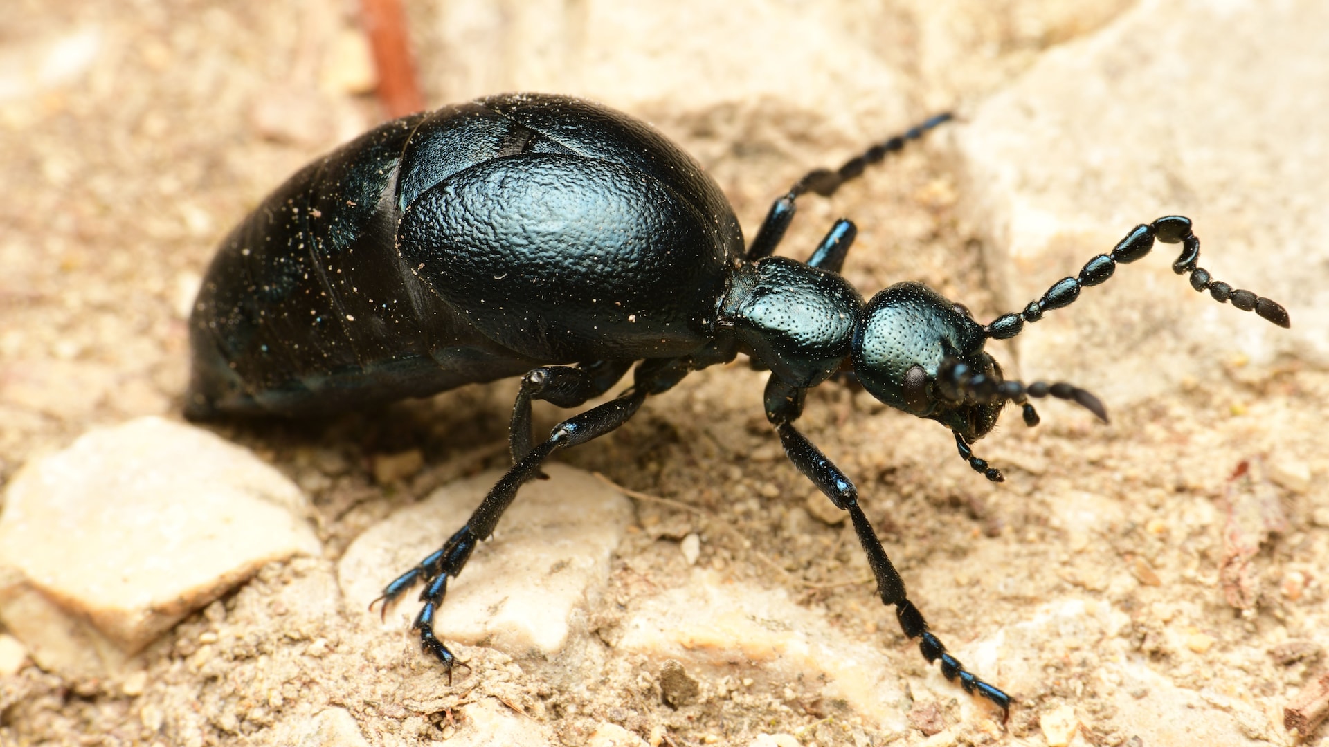 Die giftigsten Insekten der Schweiz