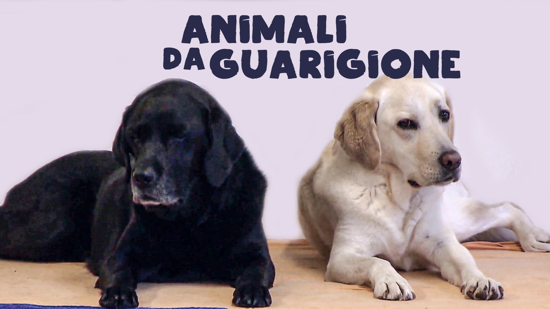 Animali da guarigione