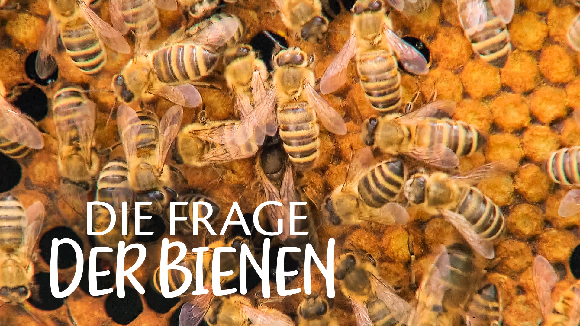 Die Frage der Bienen
