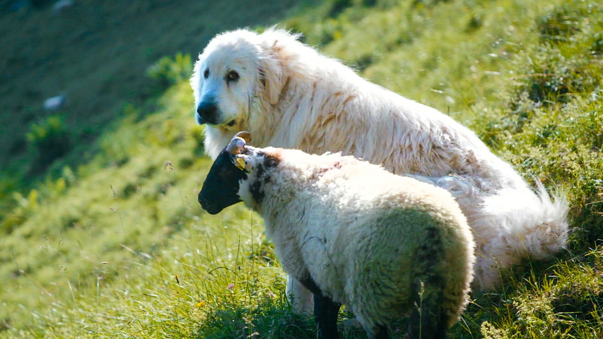 Chiens de protection de troupeaux