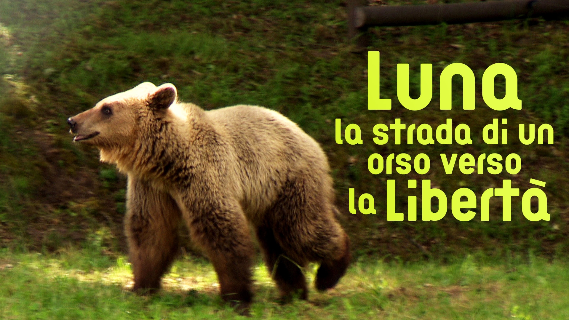 Luna, la strada di un orso verso la libertà