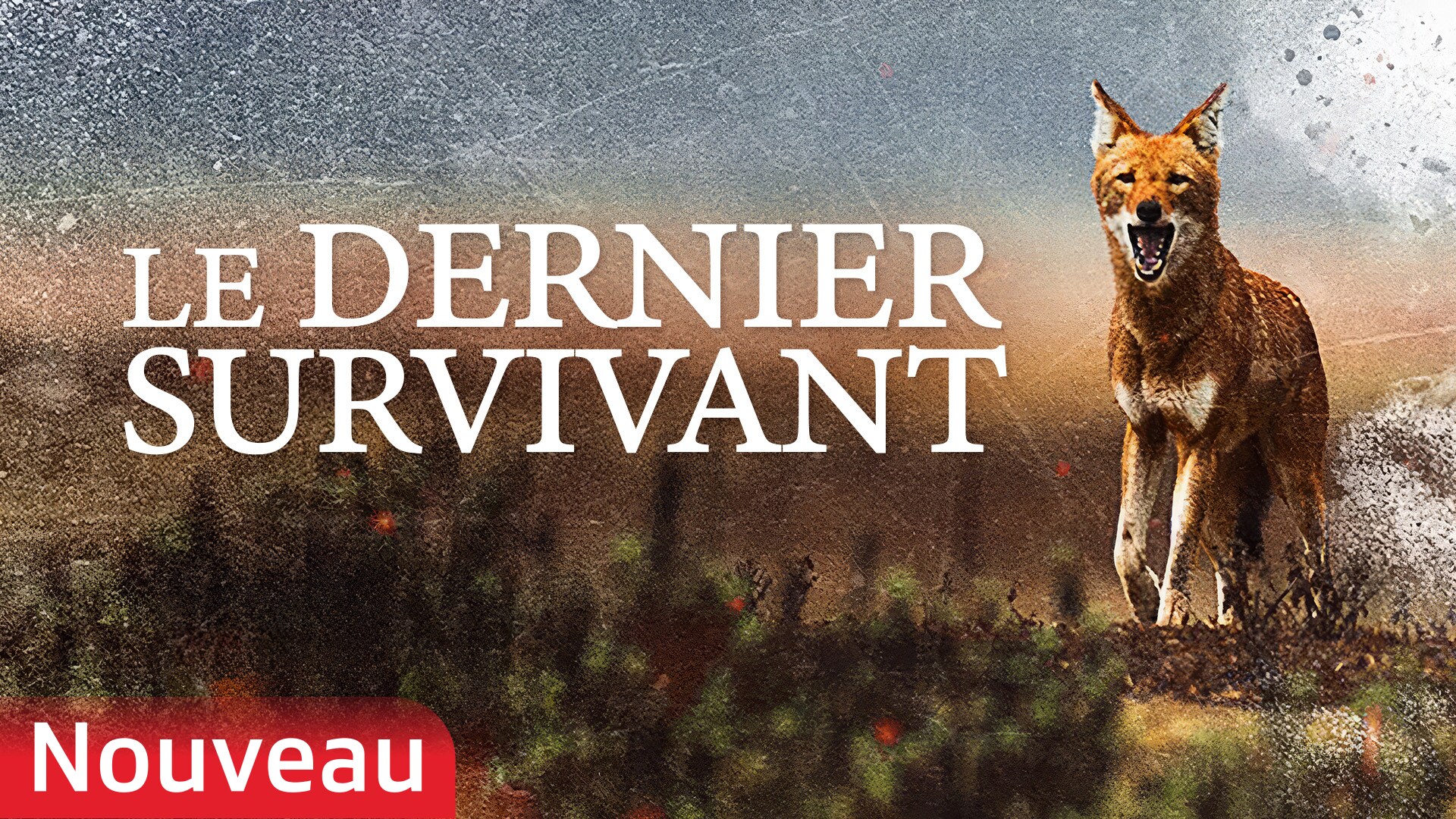 Le Dernier Survivant