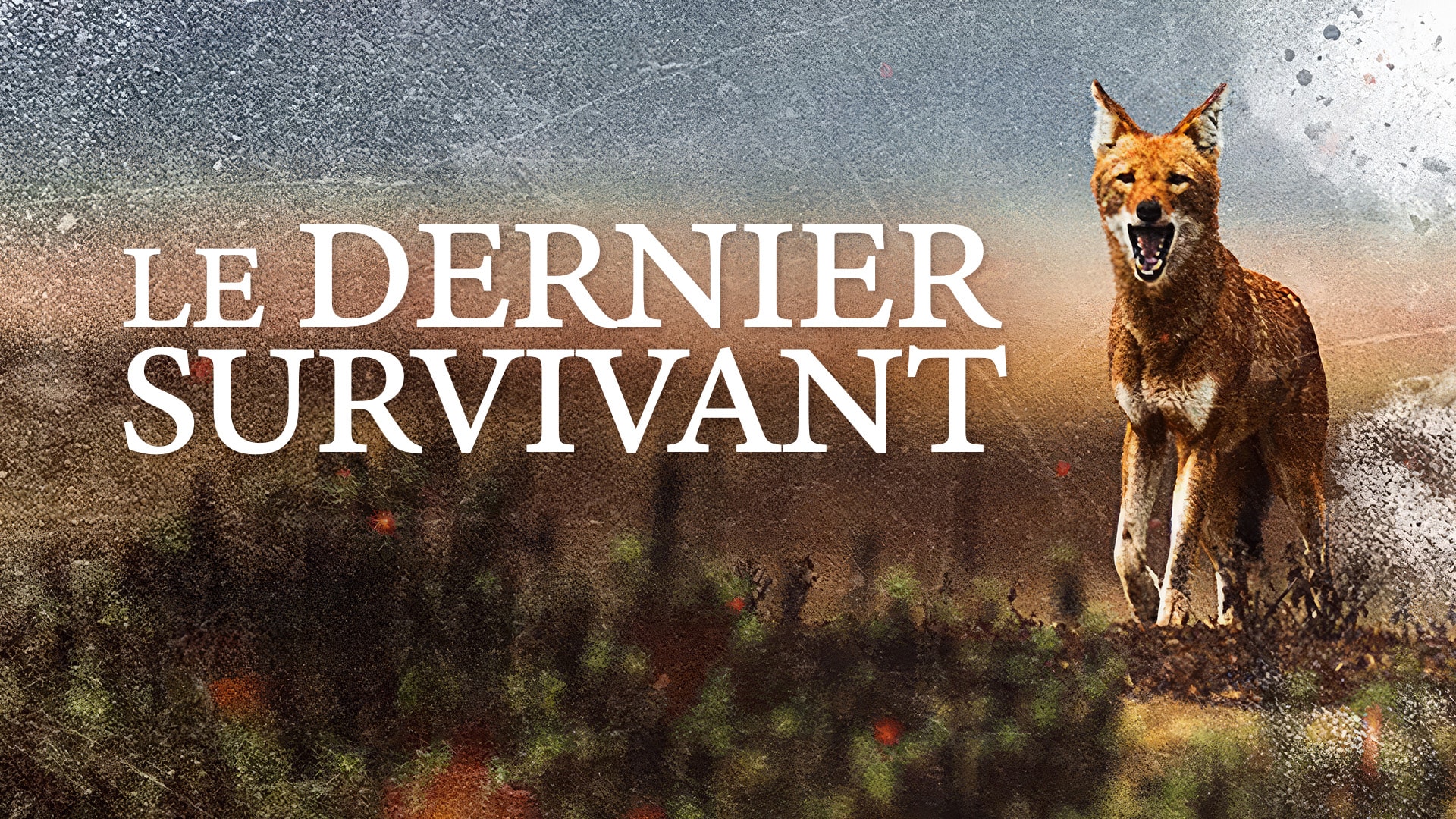 Le Dernier Survivant