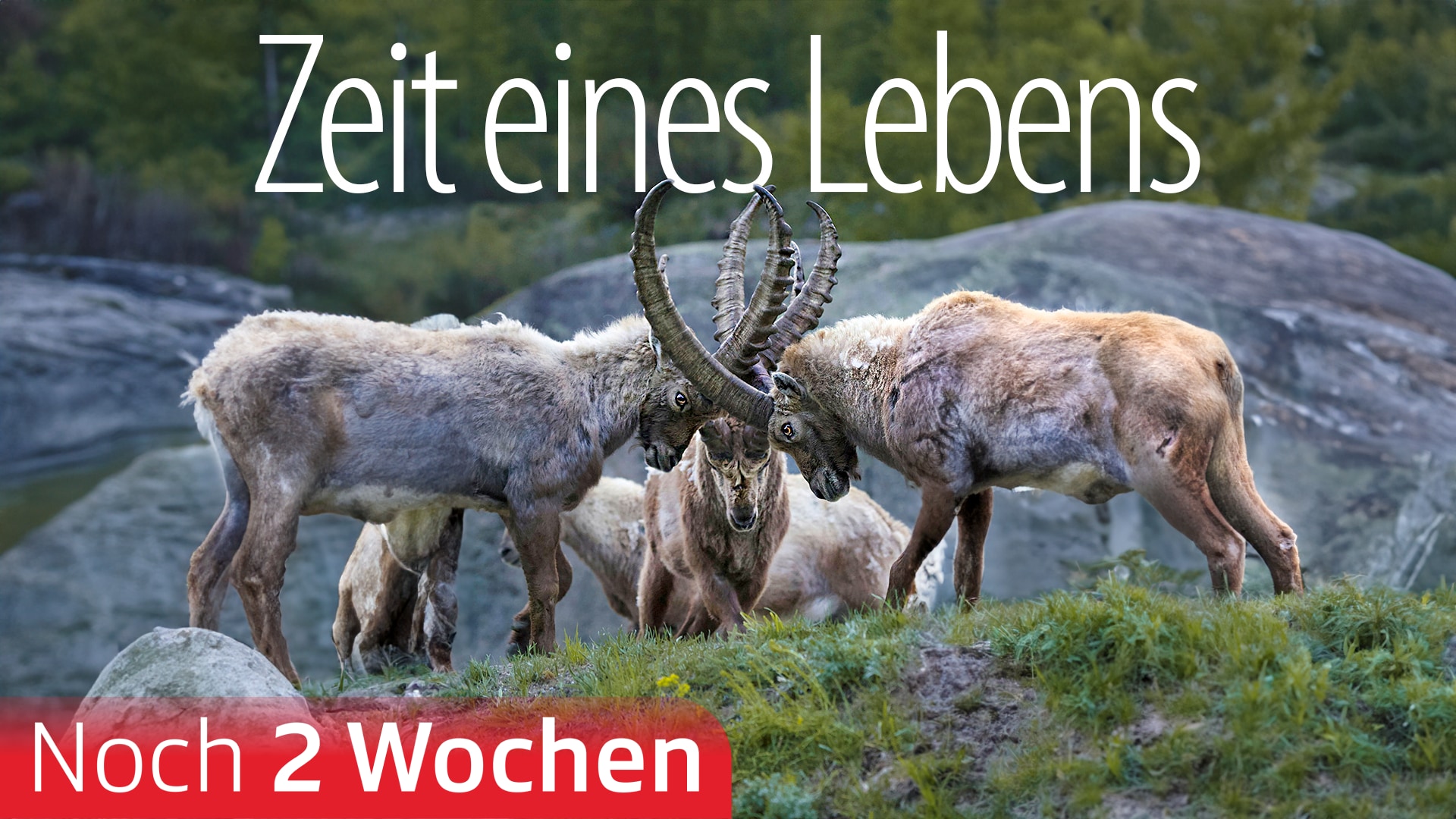 Zeit eines Lebens