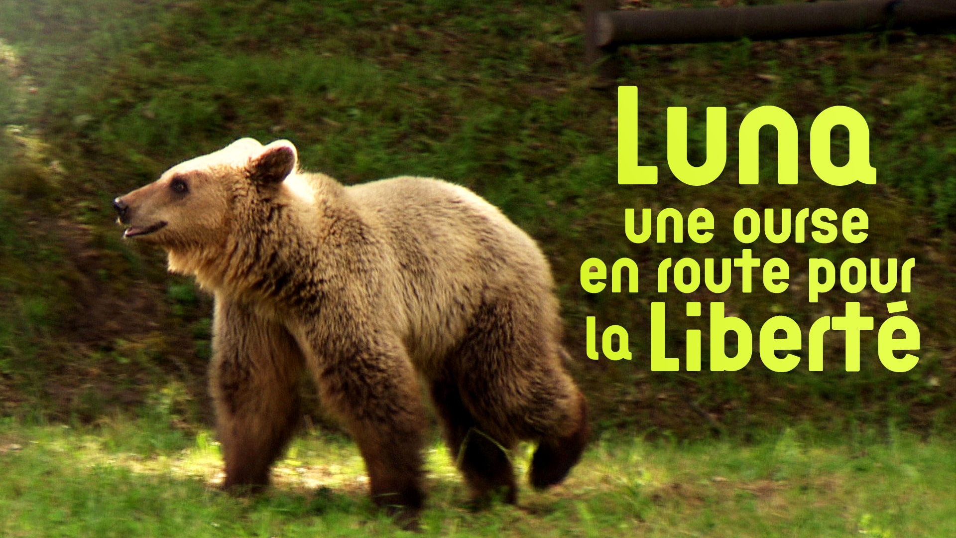 Luna, une ourse en route pour la liberté