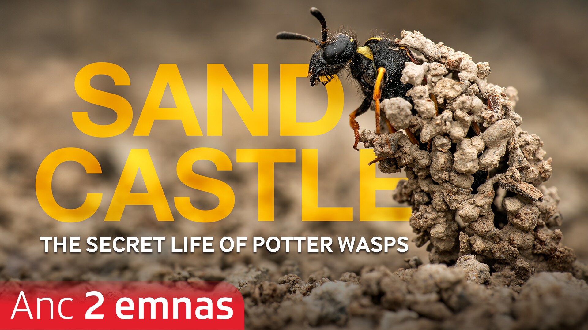 Sandcastle - The Secret Life Of Potter Wasps