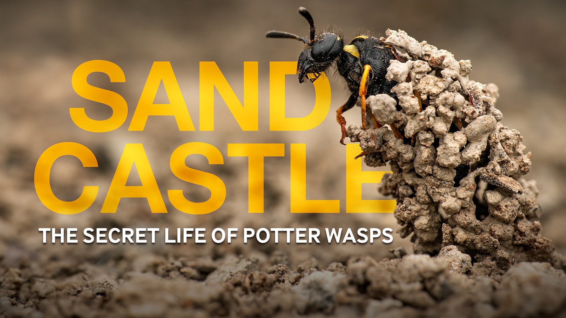 Sandcastle - The Secret Life Of Potter Wasps