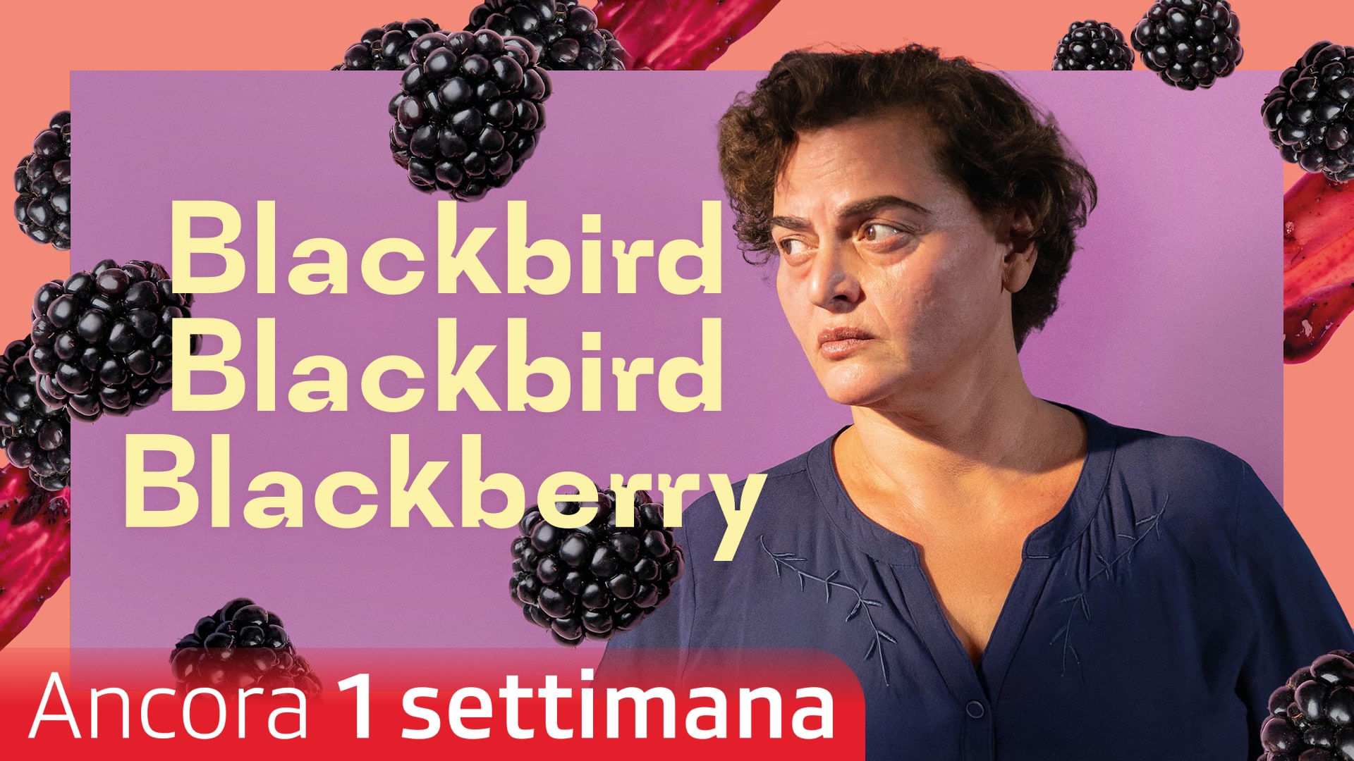 Blackbird Blackbird Blackberry