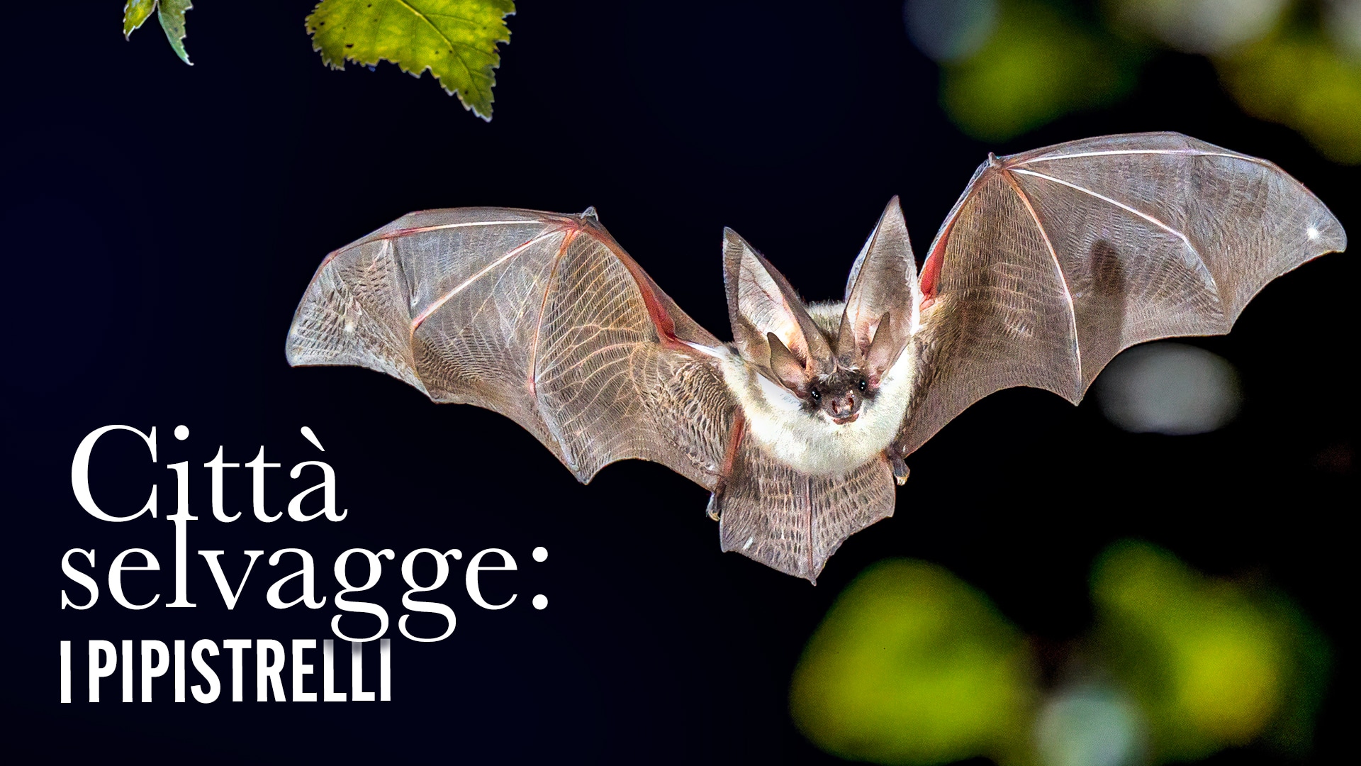 Città selvagge: i pipistrelli