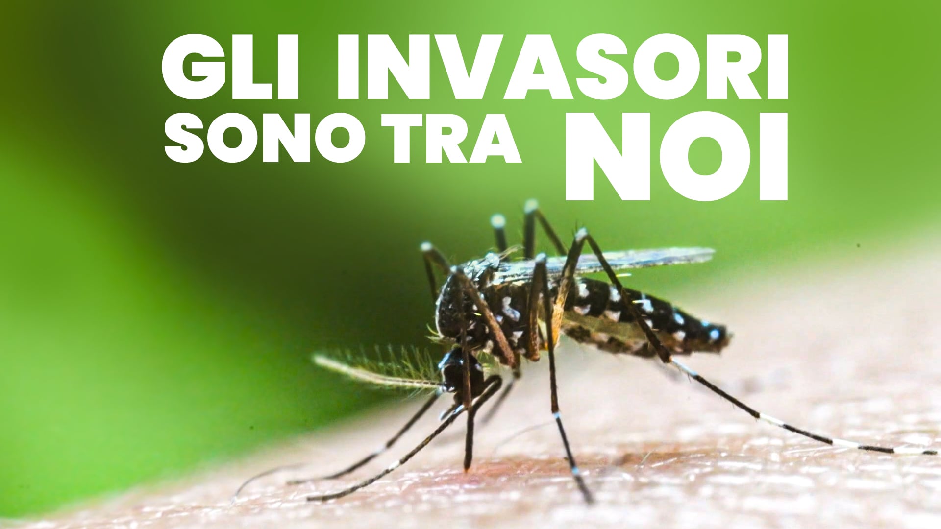 Gli invasori sono tra noi