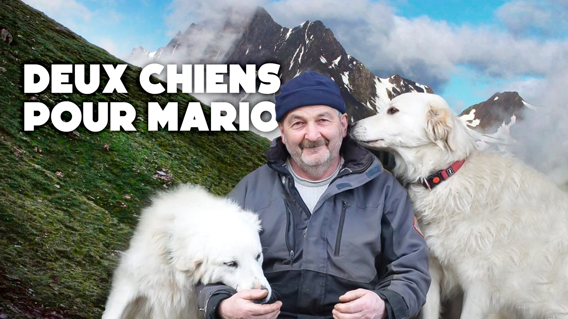 Deux chiens pour Mario - pour protéger les moutons de Vrin