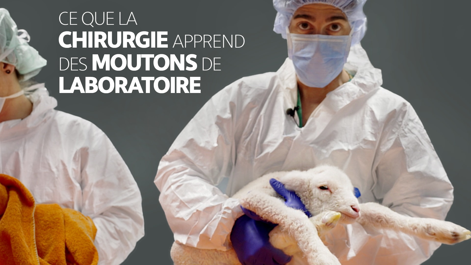 Chirurgie et  moutons de laboratoire