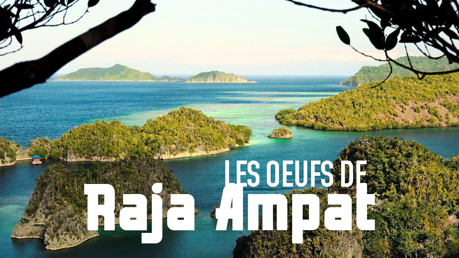 Les oeufs de Raja Ampat