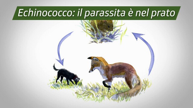 Echinococco: il parassita è nel prato