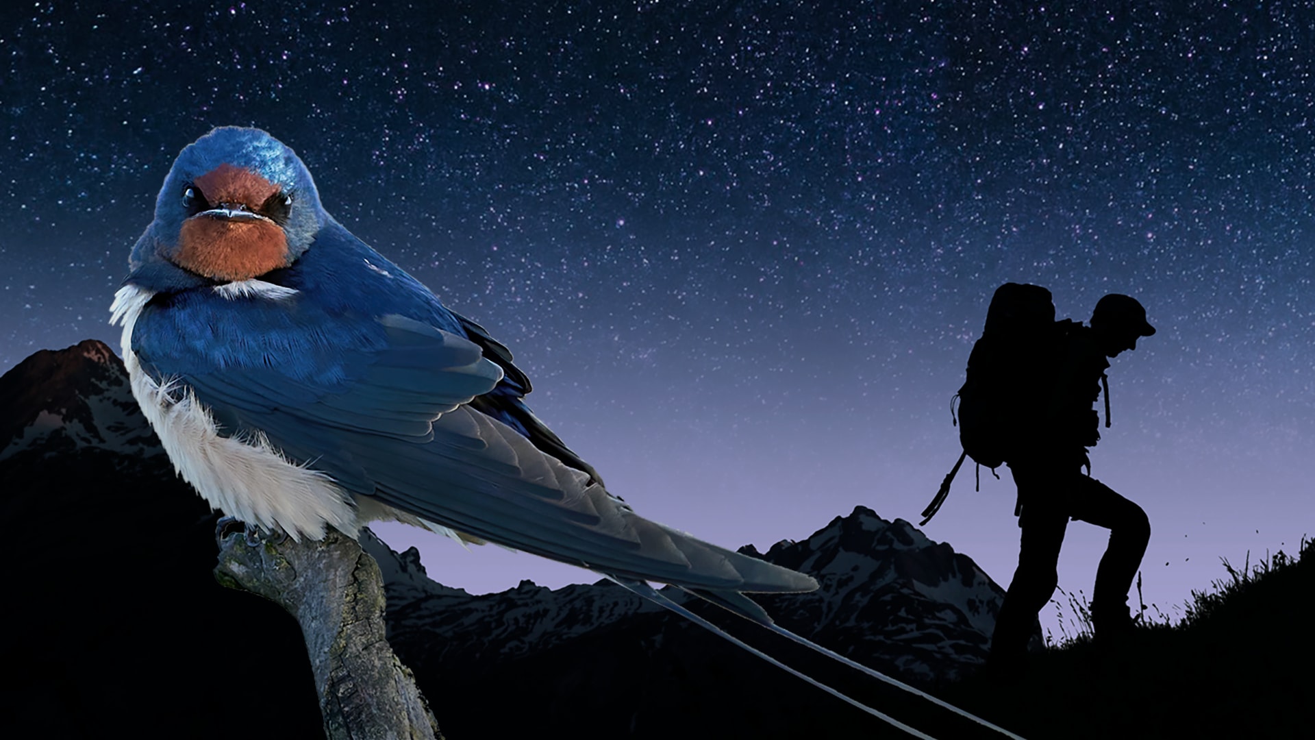 Hirondelles, les oiseaux de passage