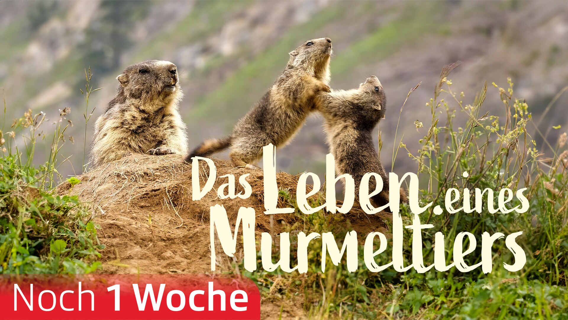 Das Leben eines Murmeltiers