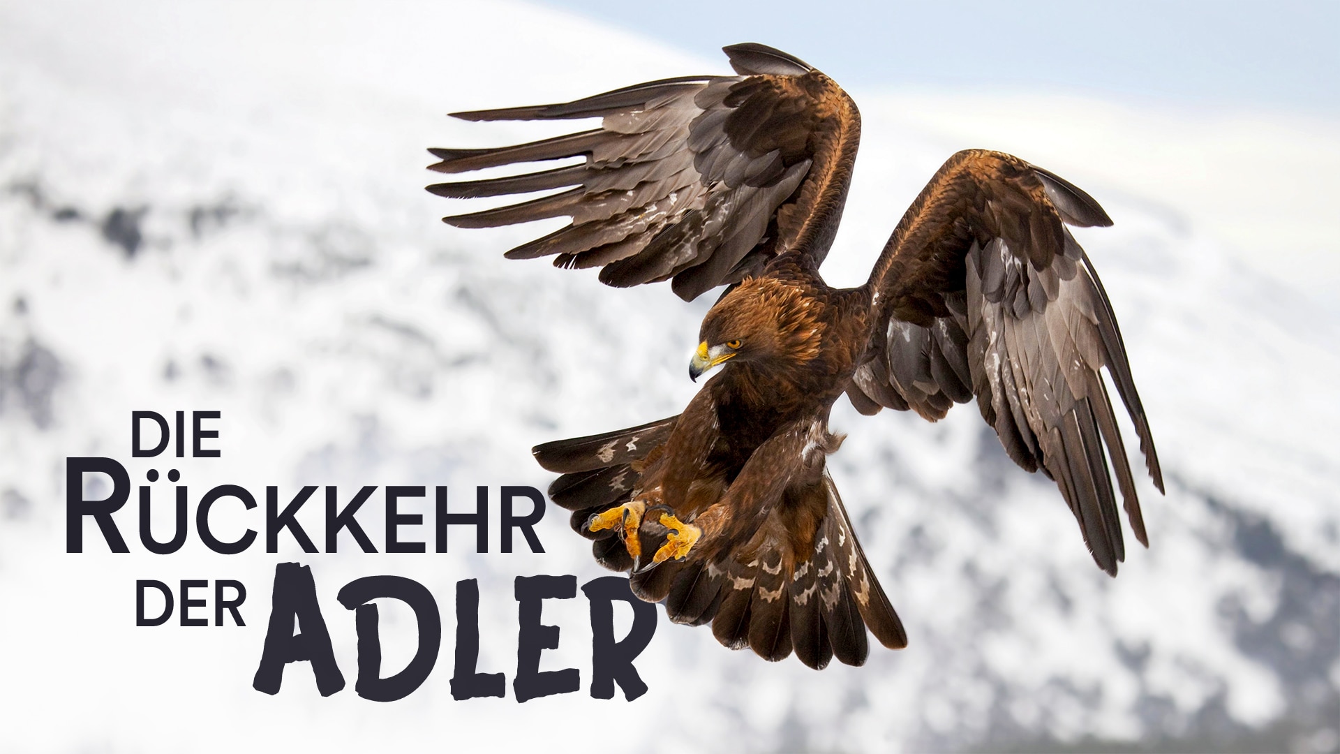 Die Rückkehr der Adler