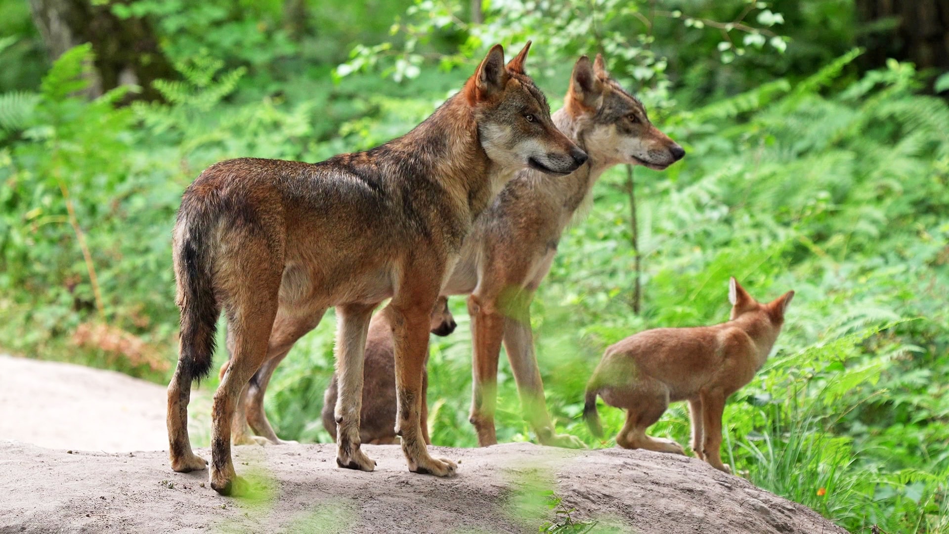 Études pour la cohabitation
