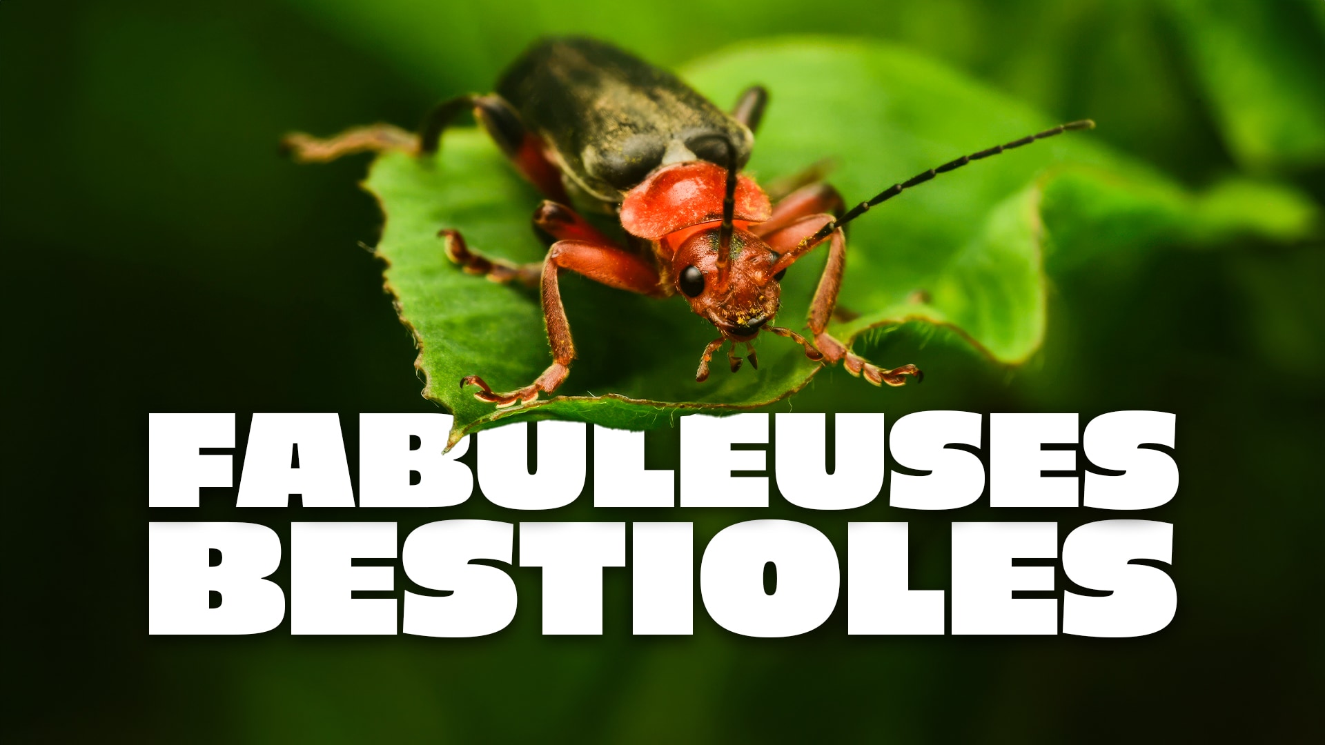 Fabuleuses bestioles