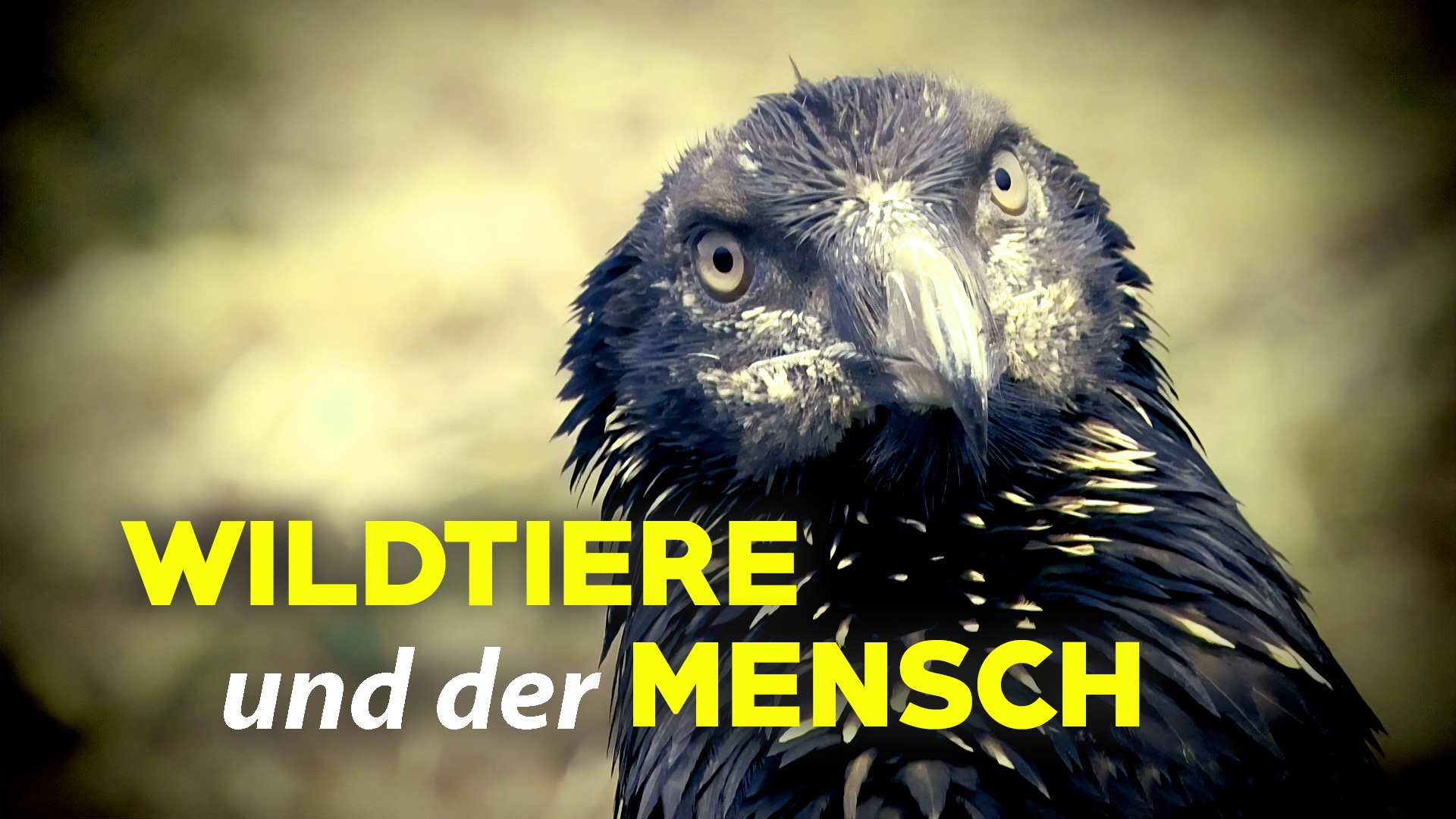 Wildtiere und der Mensch