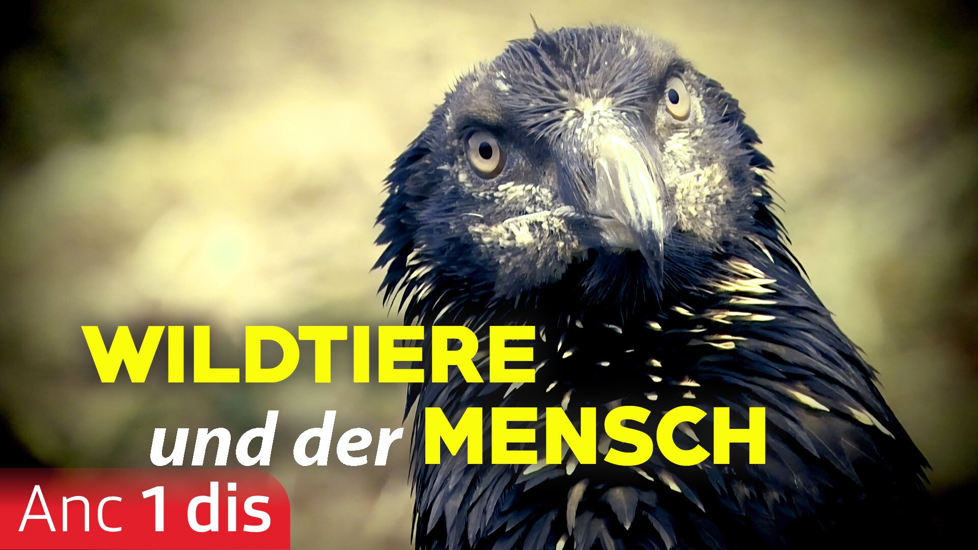 Wildtiere und der Mensch