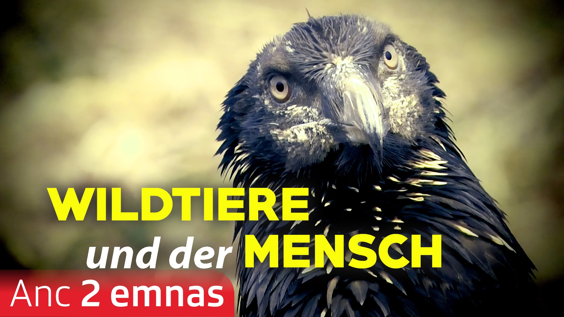 Wildtiere und der Mensch