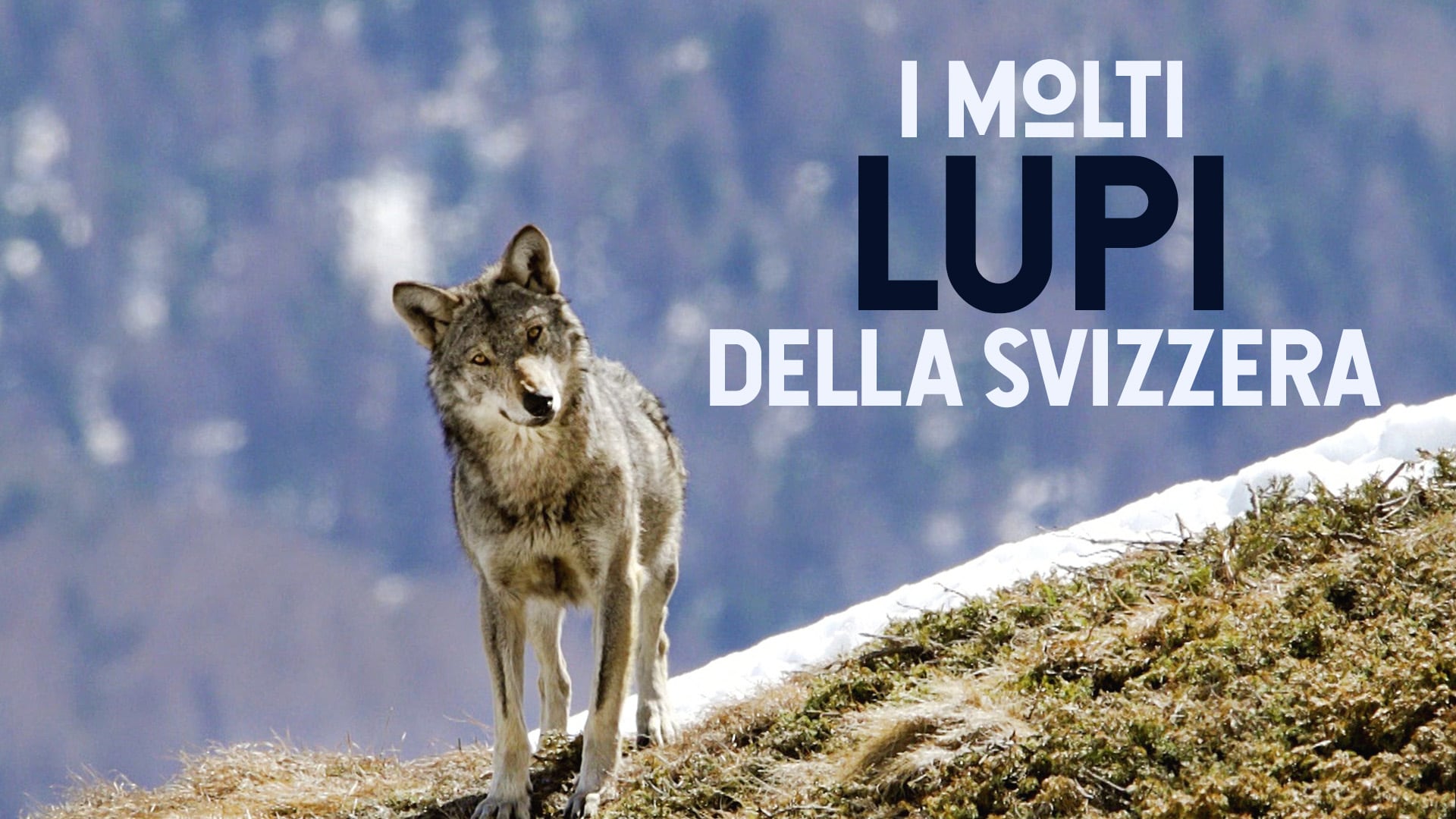 I molti lupi della Svizzera