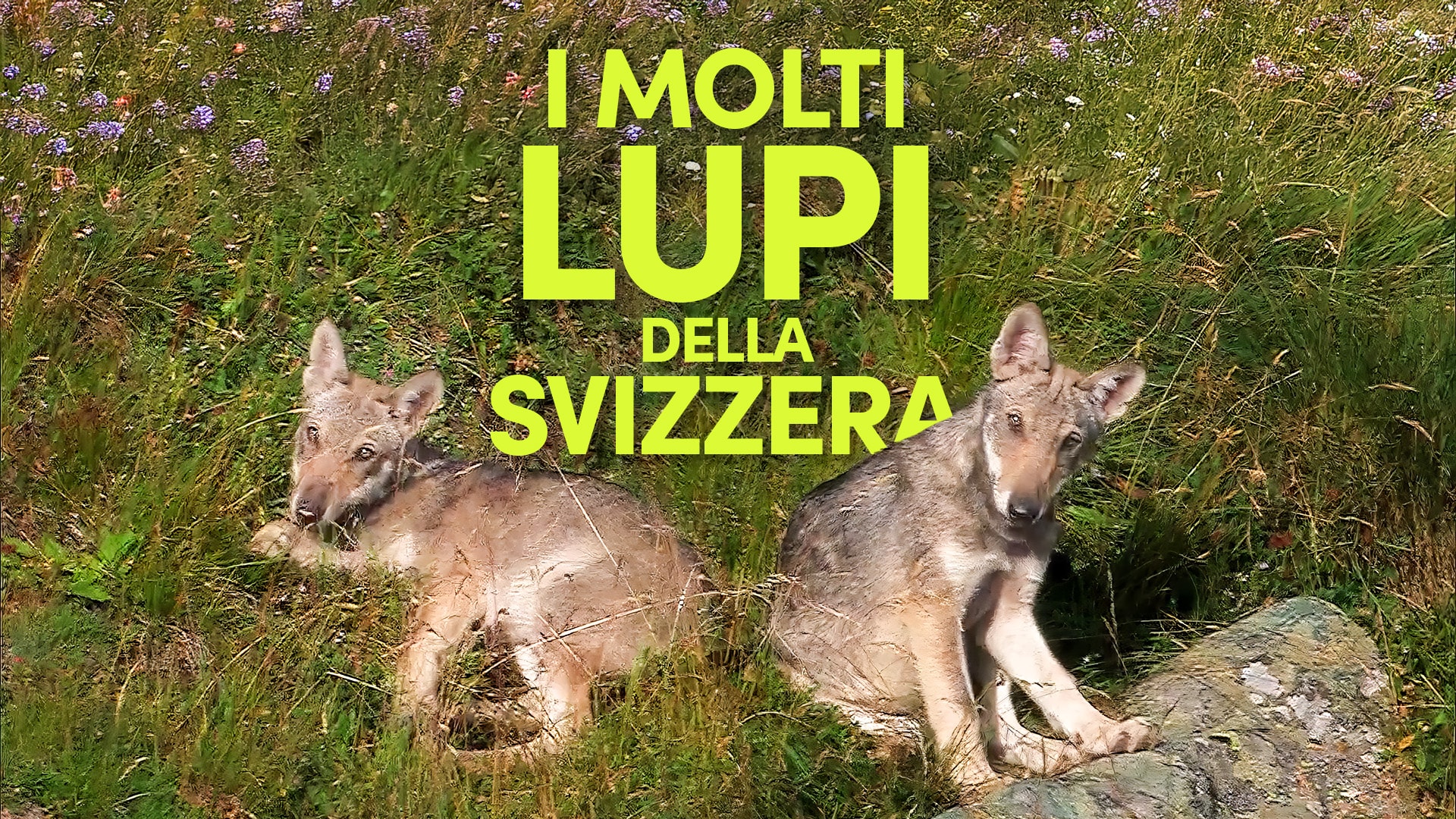 I molti lupi della Svizzera