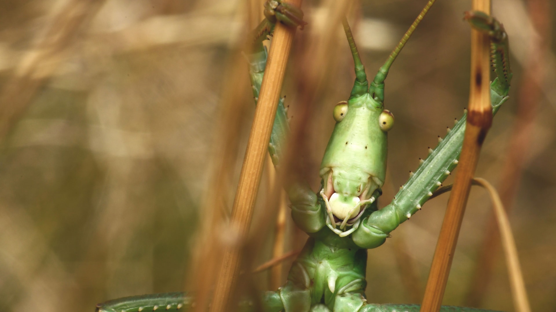 Vom Aussterben bedroht: Die seltensten Insekten der Schweiz