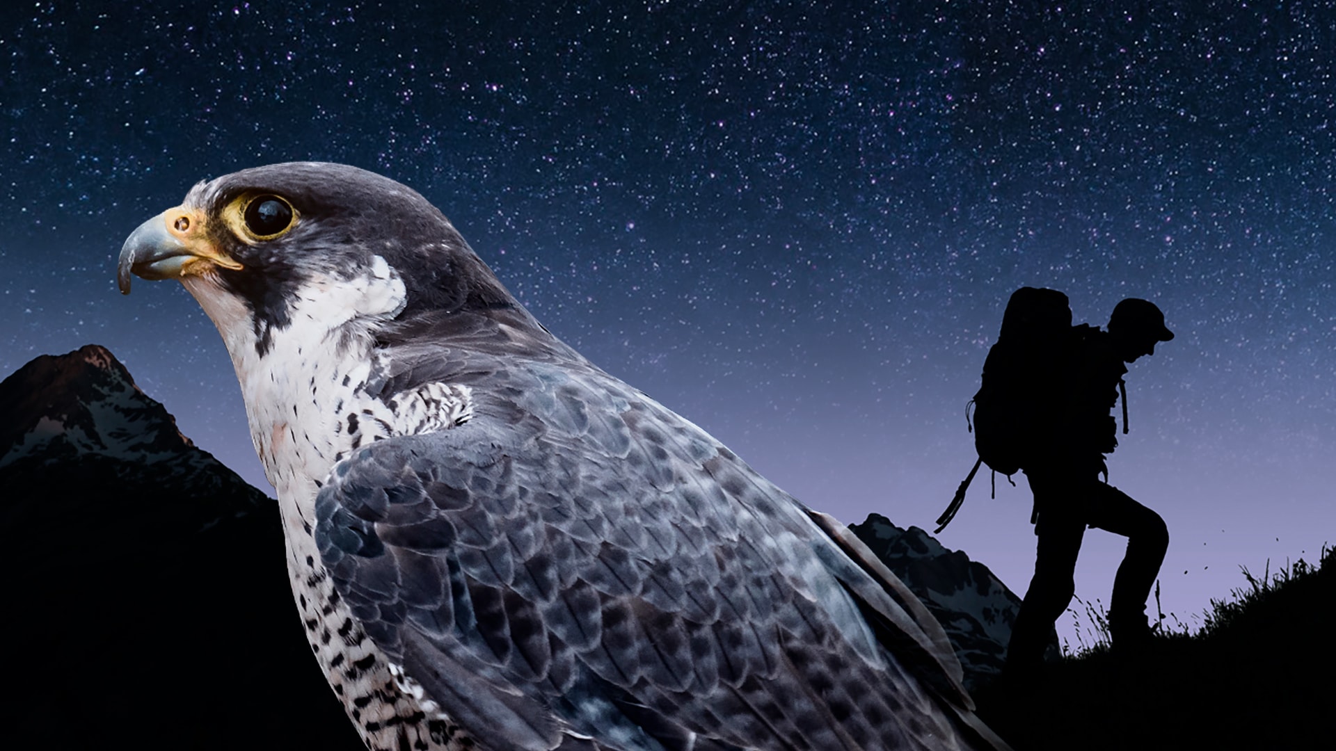 Il falco pellegrino