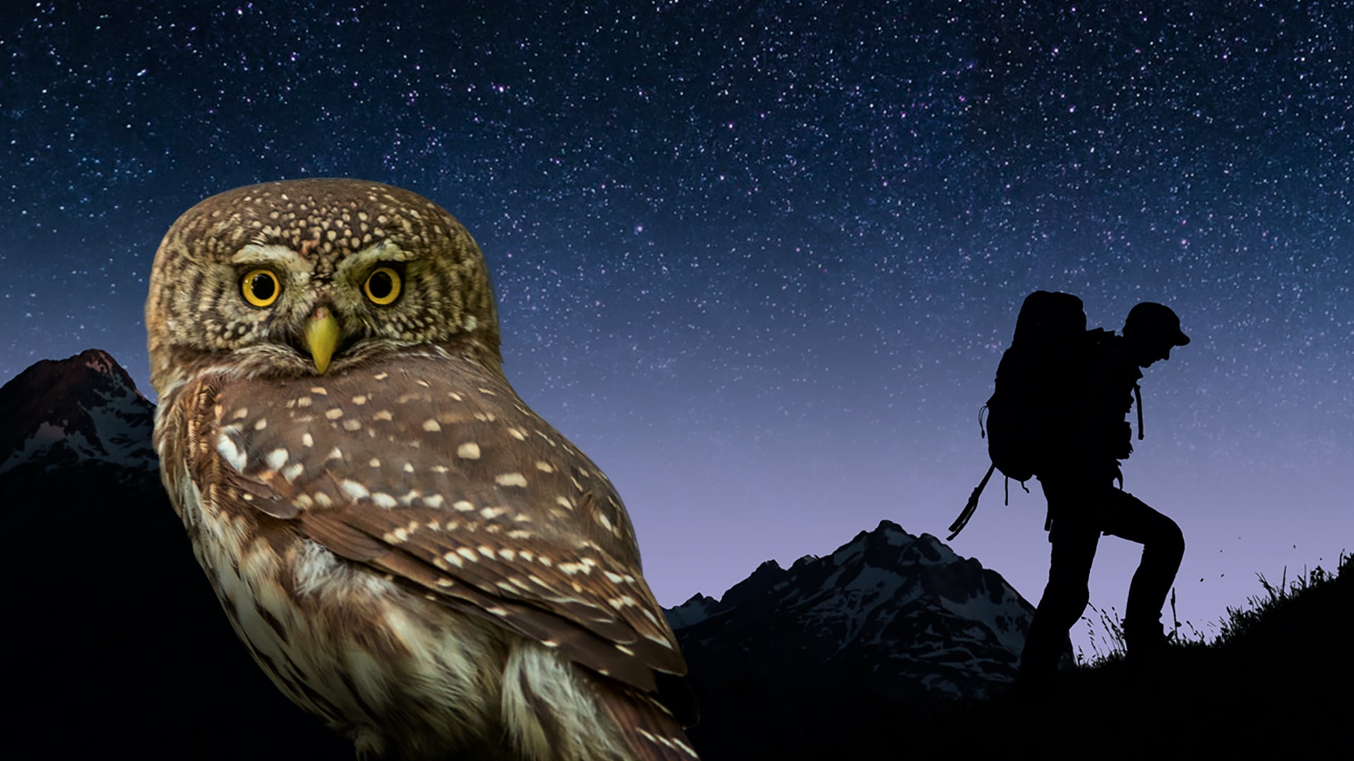 La civetta, uno sguardo sulla foresta