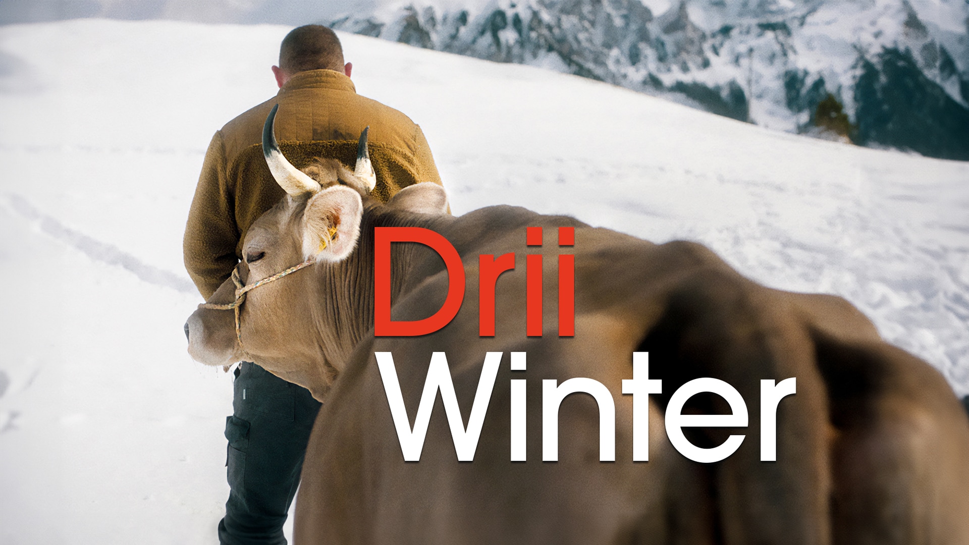 Drii Winter