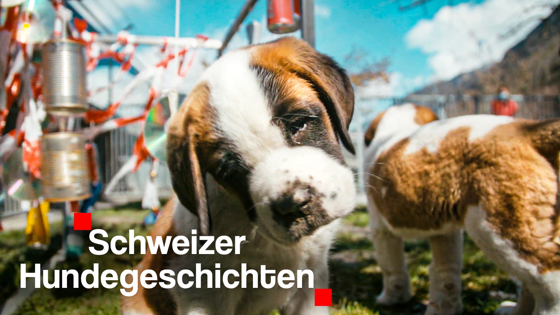 Schweizer Hundegeschichten