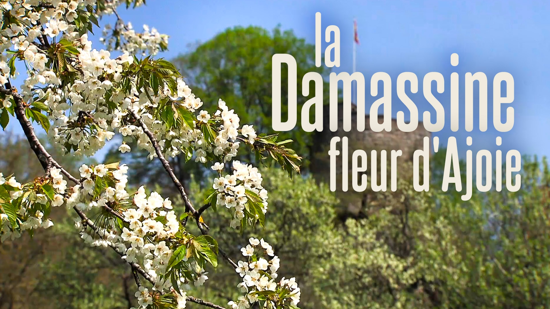 La Damassine, fleur d'Ajoie