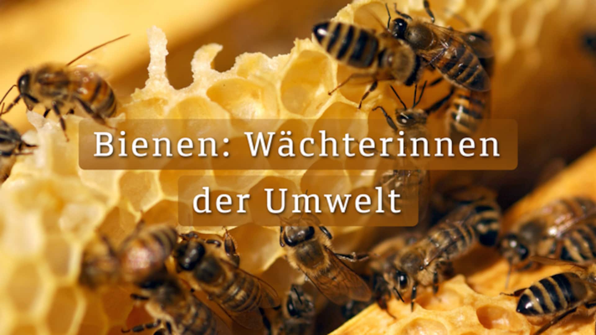 Bienen: Wächterinnen der Umwelt