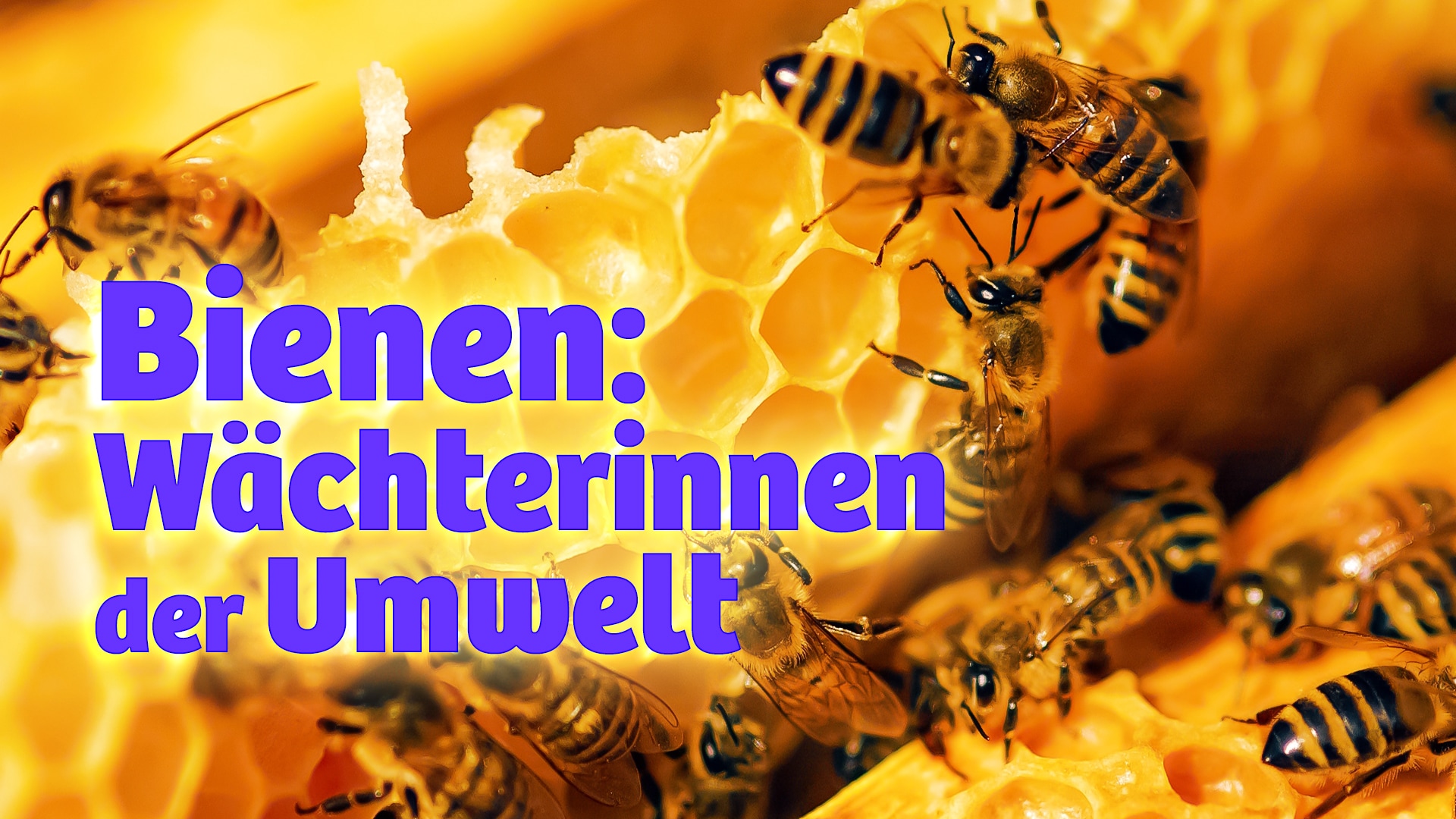 Bienen: Wächterinnen der Umwelt